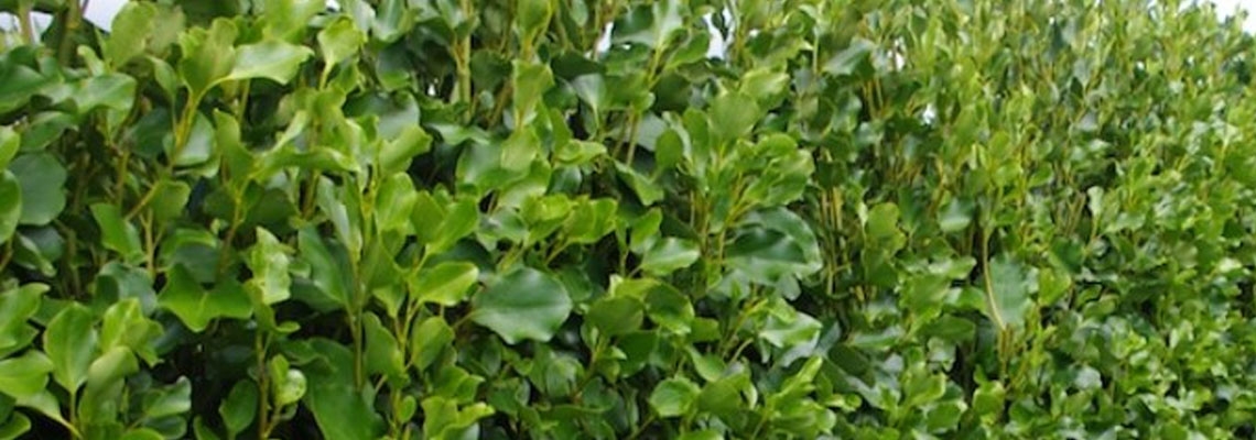 Ficus Tuffy Banner Image.jpg